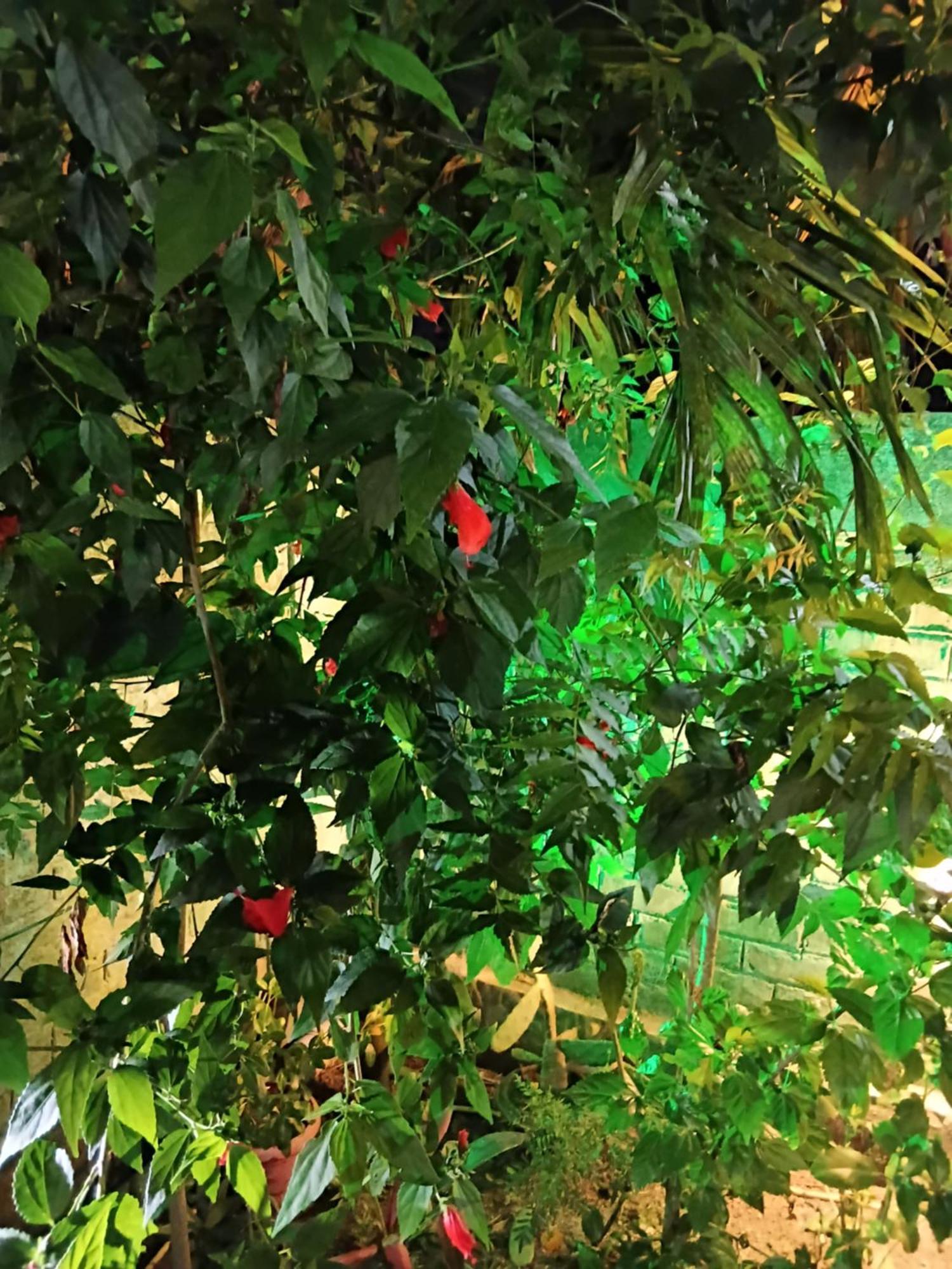 Green View Homestay Siliguri Εξωτερικό φωτογραφία